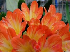 “發?！北澈蟮募膊。鹤訉m肌瘤